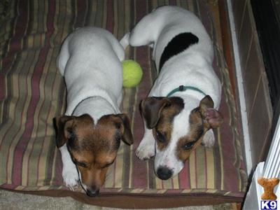 Stud Dogs - Jack Russell Terrier